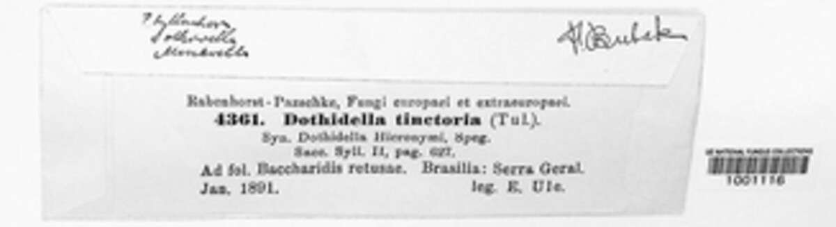 Microcyclus tinctoria image